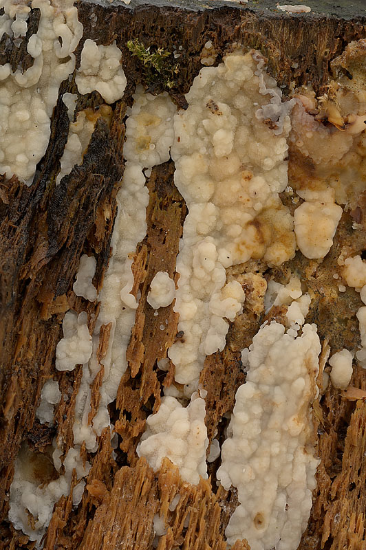 Physisporinus vitreus